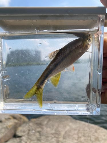 ヨシノボリの釣果