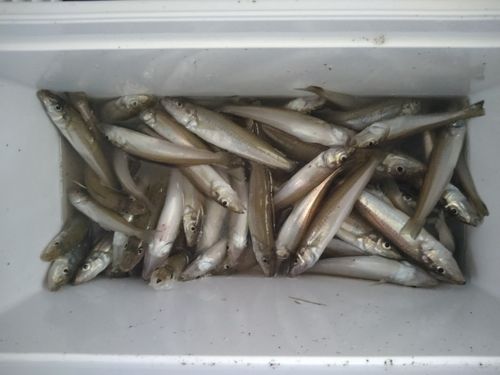 キスの釣果