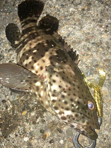 ヤイトハタの釣果