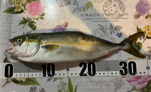 ワカシの釣果