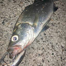 フッコ（ヒラスズキ）