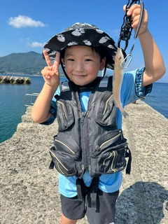 シロギスの釣果