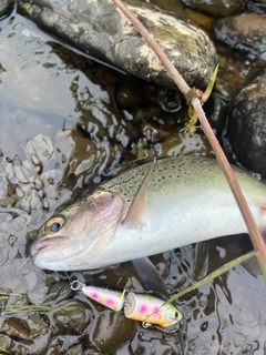 ニジマスの釣果
