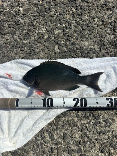 オナガグレの釣果