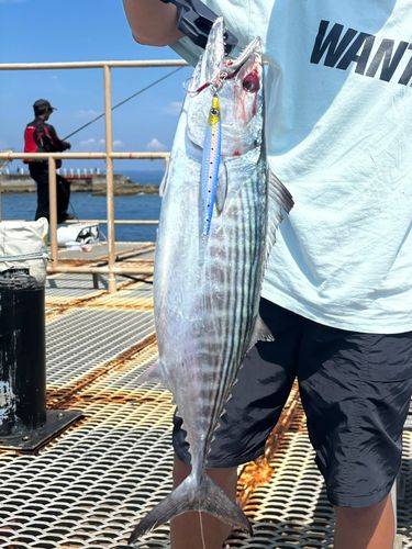 ハガツオの釣果