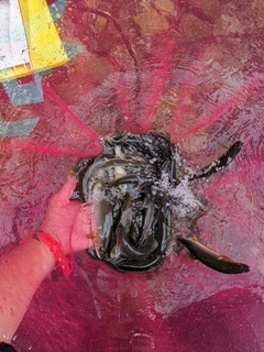 アユの釣果