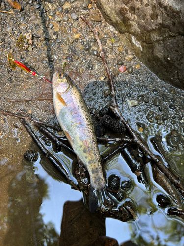 ニジマスの釣果