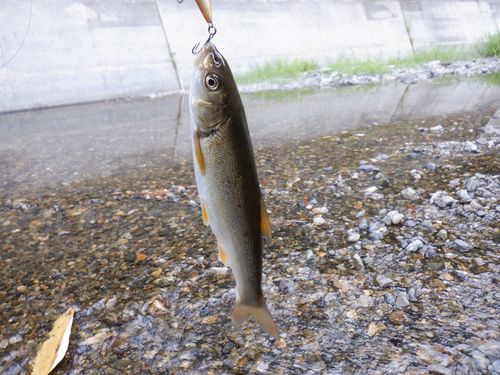 ウグイの釣果
