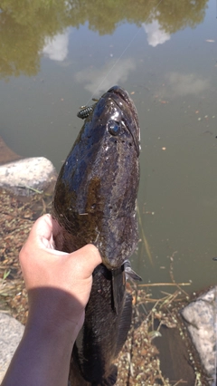 ライギョの釣果