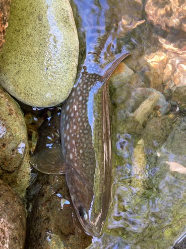 アメマスの釣果