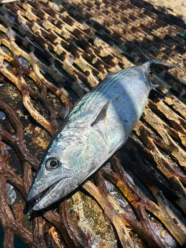 ハガツオの釣果