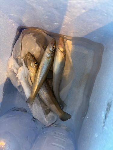 シロギスの釣果