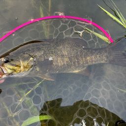 スモールマウスバス