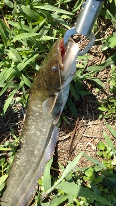 ナマズの釣果