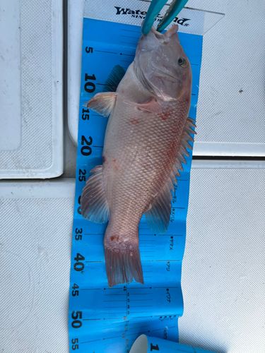コブダイの釣果