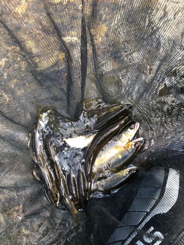 アユの釣果