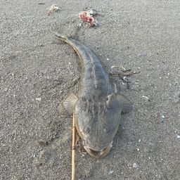 マゴチ