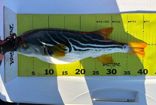 シマフグの釣果