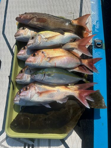 ヒラメの釣果
