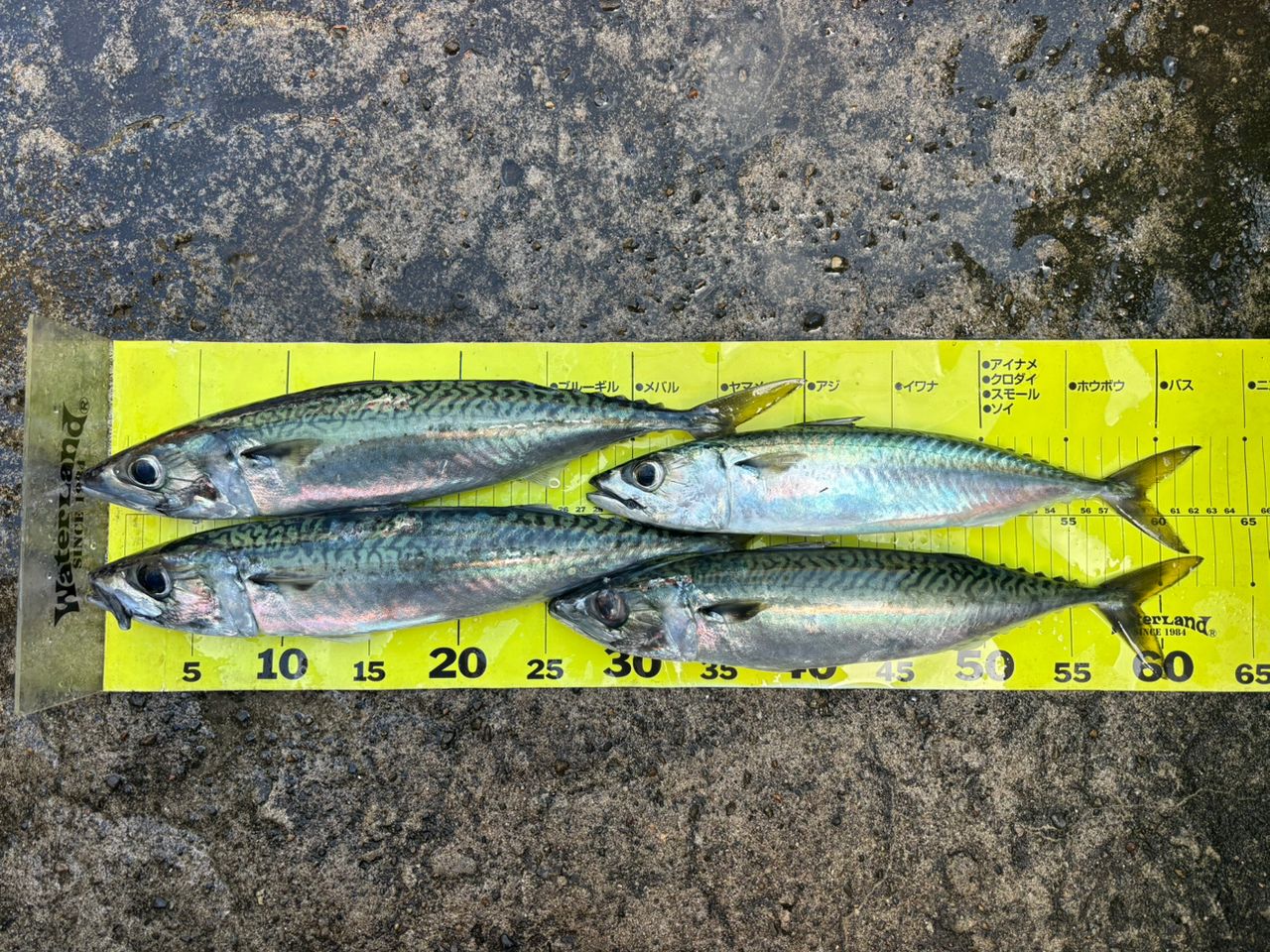 SHIMANO 23ワールドシャウラ リミテッド 2753R-2の最安値