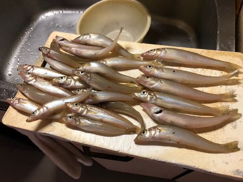 キスの釣果