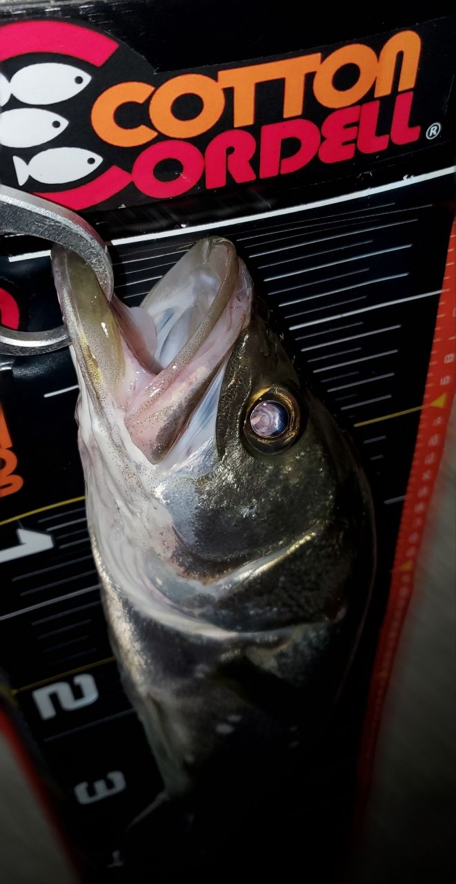 SHIMANO 20ルナミス S100Mの最安値・インプレ・釣果 | 本音の