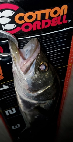シーバスの釣果