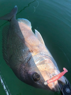 キスの釣果