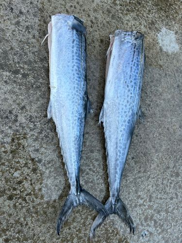 サワラの釣果