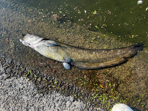 ニホンナマズの釣果