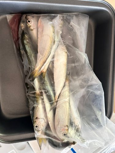 サッパの釣果