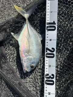ロウニンアジの釣果