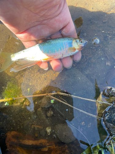 オイカワの釣果