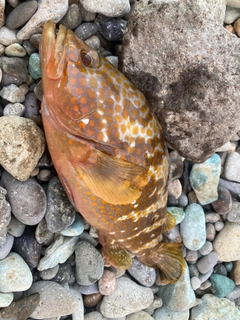 キジハタの釣果