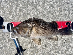 クロソイの釣果