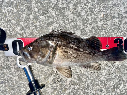 クロソイの釣果