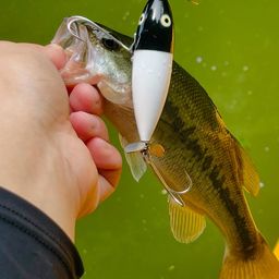 ラージマウスバス