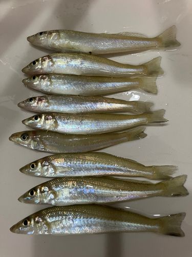 シロギスの釣果