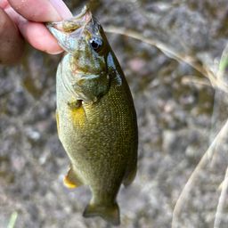 スモールマウスバス