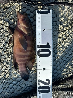 ヤミハタの釣果
