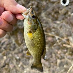 スモールマウスバス