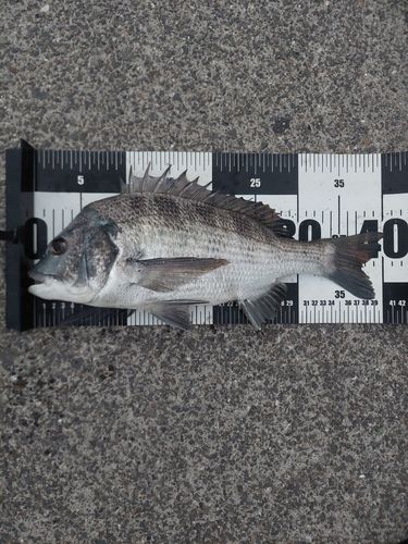 チヌの釣果