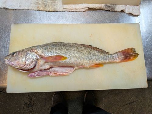 ニベの釣果