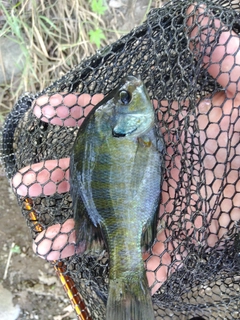 ブルーギルの釣果