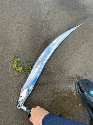 タチウオの釣果