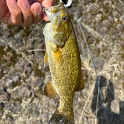 スモールマウスバス