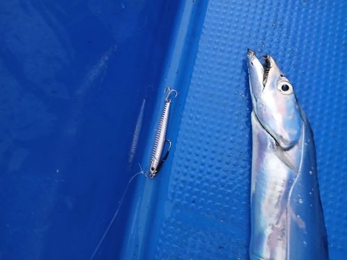 タチウオの釣果