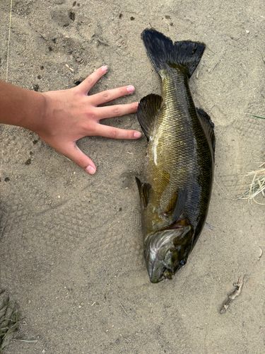 スモールマウスバスの釣果