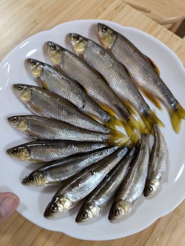 カワムツの釣果