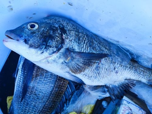 チヌの釣果